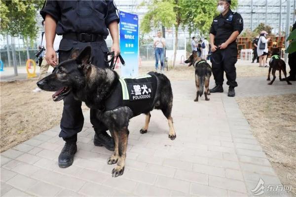 上海首个流浪猫管理中心成立，退役警犬开放领养