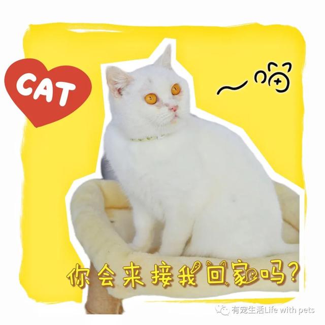 求助！北京品种猫急待领养！猫咪免费领养