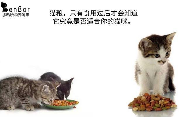 货真价实4000字，让主人了解猫粮：真有那么多毒猫粮吗？