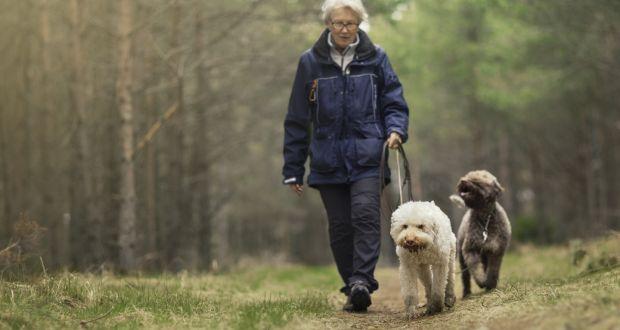 老人养狗有什么好处？研究343万老年人后，发现他们会受狗狗影响
