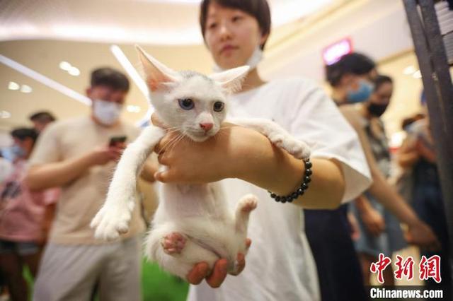 南京举办“流浪动物领养大会”传递爱与正能量