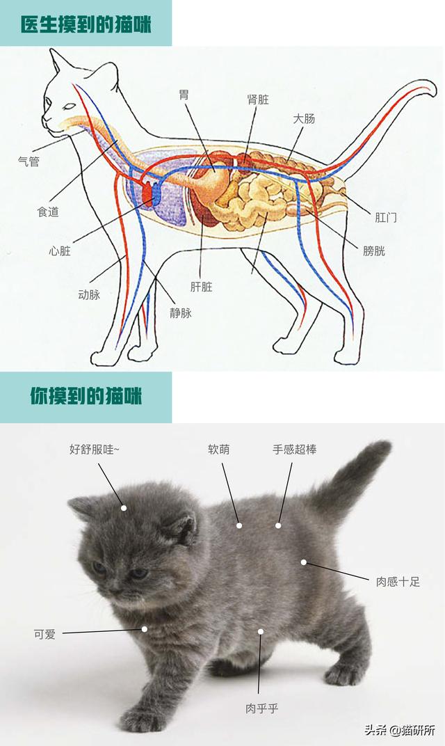 专业宠医答疑：新猫进家前必做的6项体检，万万不可少！