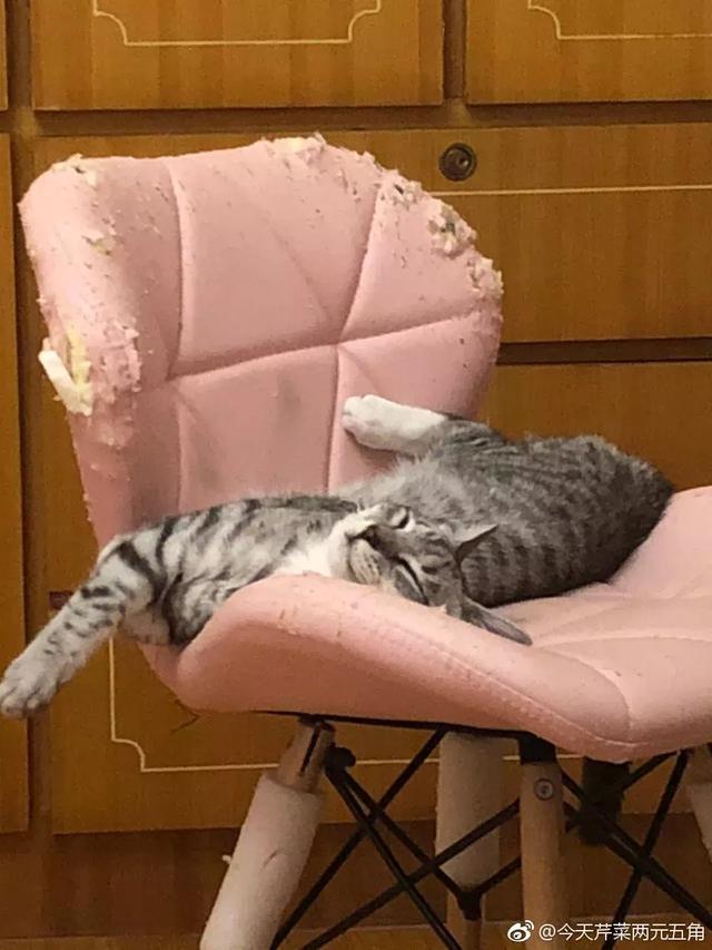 养猫的人，不配拥有沙发！