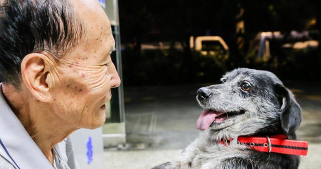 老人养狗有什么好处？研究343万老年人后，发现他们会受狗狗影响