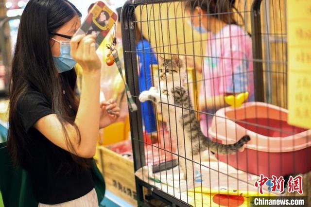 南京举办“流浪动物领养大会”传递爱与正能量