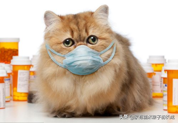 养猫家庭打扫卫生，消毒技能必备这两点