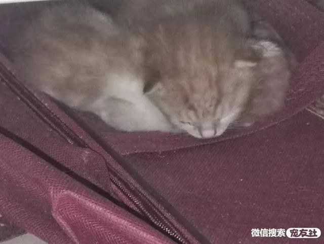 东莞宠物领养！个人救助7个月橘白母猫无偿送养，宠友社发布