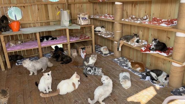 上海这里养了600只猫，被称“猫猫天堂”！太治愈了→