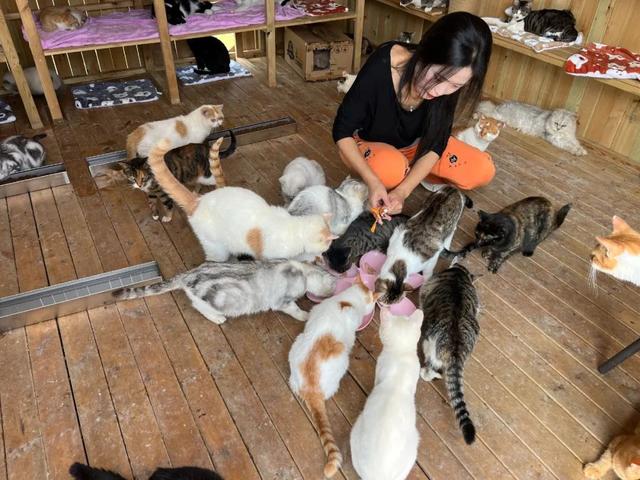 上海这里养了600只猫，被称“猫猫天堂”！太治愈了→
