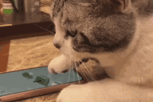 我的猫得了网瘾，还有救吗？（安利六个适合给猫玩的游戏app!）