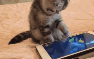 我的猫得了网瘾，还有救吗？（安利六个适合给猫玩的游戏app!）