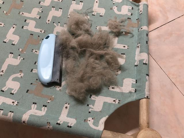 养猫后家里到处都是毛，怎么办？
