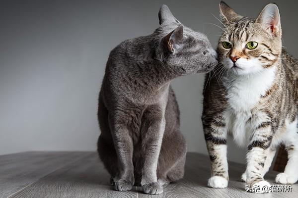 如何让多猫家庭的猫融洽相处，又怎样让它们相亲相爱呢？