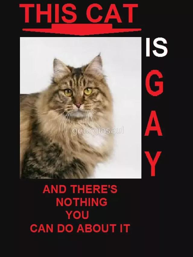 我家公猫居然跟另一只雄猫OOXX，怎么办？网友：猫咪也有同性恋？