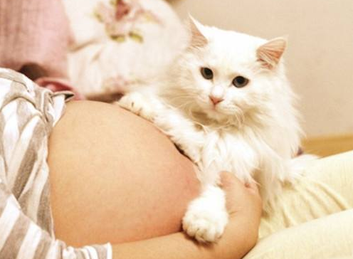 孕期养猫，孩子脑袋里会长虫？这锅猫猫不背！