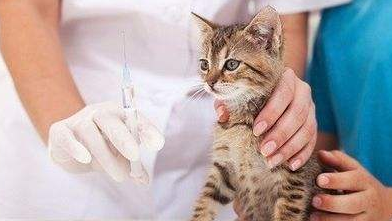 猫咪一定要打疫苗吗？家有猫咪一定看！