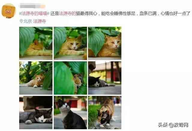 北京有座“猫寺”，猫竟比僧人还多？无数人慕名来吸