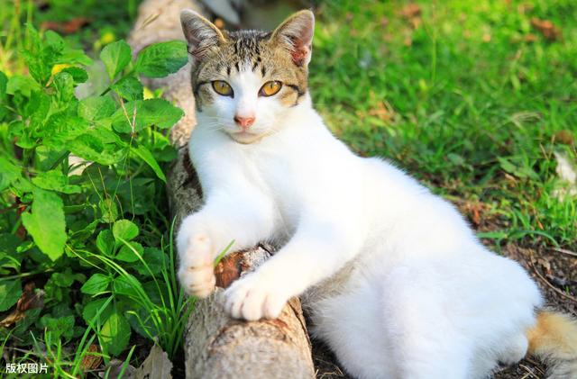 与猫一起园艺：如何创建宠物友好的花园