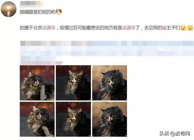 北京有座“猫寺”，猫竟比僧人还多？无数人慕名来吸