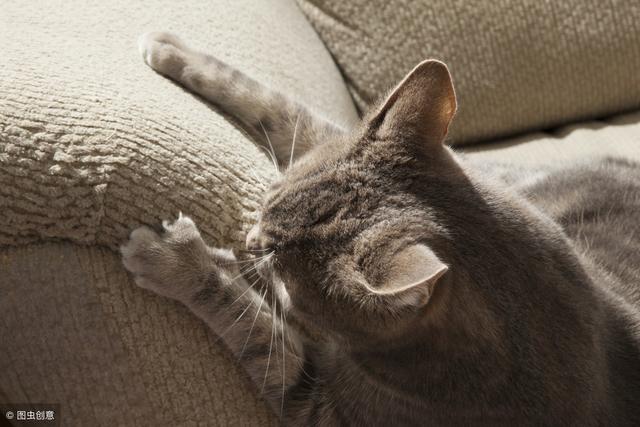 猫咪挠坏家具让人崩溃？几个原因告诉你，猫咪为什么执着于磨爪