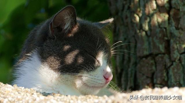 辟谣：猫咪也会被晒伤？这是真的，浅色猫咪真的不能多晒太阳