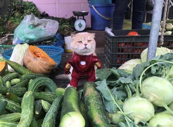 喵星人坐镇菜市场成招财猫，帮忙招揽顾客后，为自己赚取猫粮钱