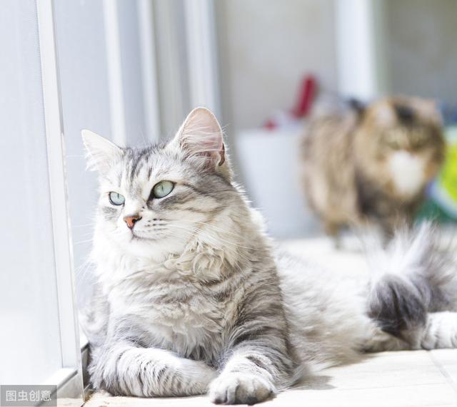 猫咪闻到消毒液就异常兴奋？养猫家庭的清洁消毒剂该如何选择