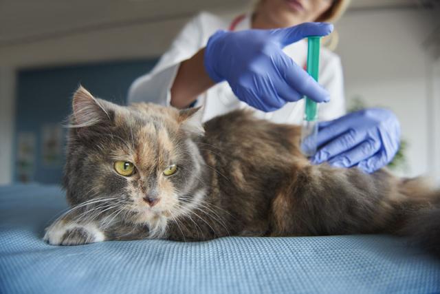 养猫必须注射疫苗？