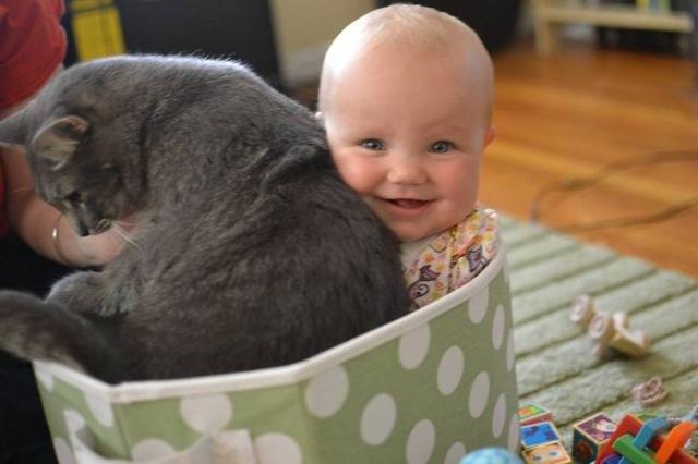 辟谣：家里有宝宝就不能养猫！
