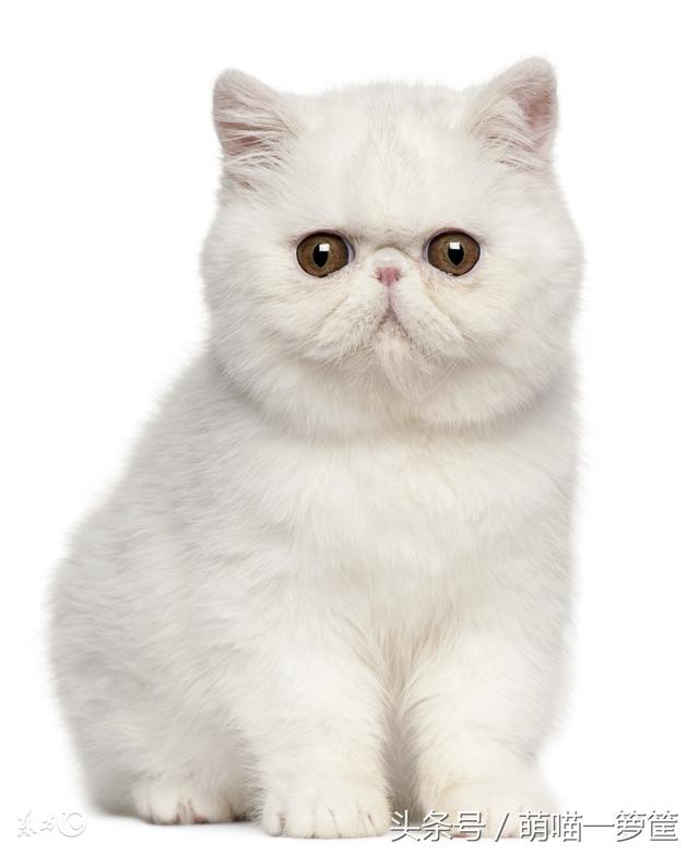 世界上10种最温顺听话的猫咪，范冰冰家的猫排名第一