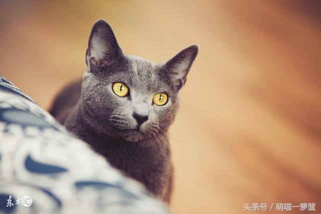 世界上10种最温顺听话的猫咪，范冰冰家的猫排名第一