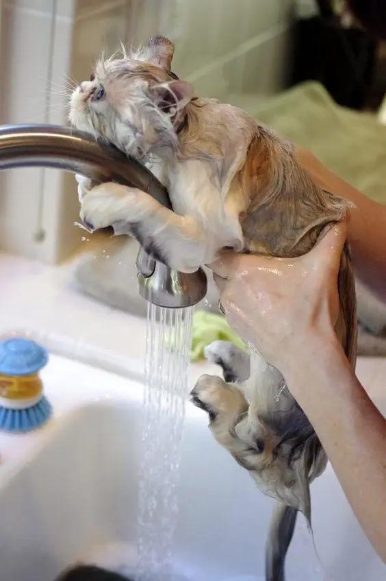总爱给猫咪洗澡的铲屎官，你知道，人和猫相比谁更脏吗？