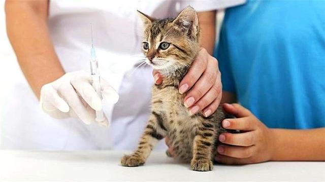 辟谣，猫咪并非每年都要打疫苗，重复免疫易患注射部位肿瘤病症