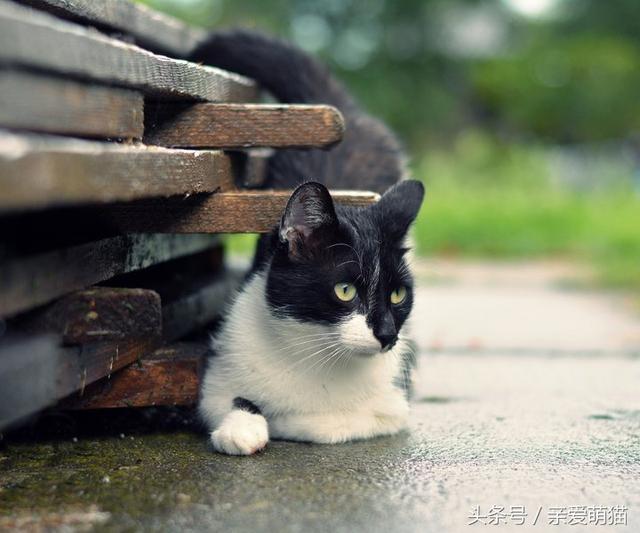 家猫一旦被丢弃，30%的猫咪会在半年内死亡，让人心疼！