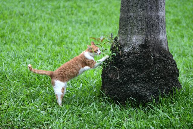 帮流浪猫和爱心家庭双向奔赴，珠江公园举办领养活动