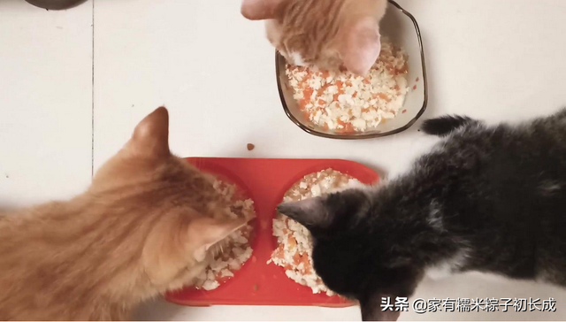 想要自制猫饭，这些营养基础须知道！