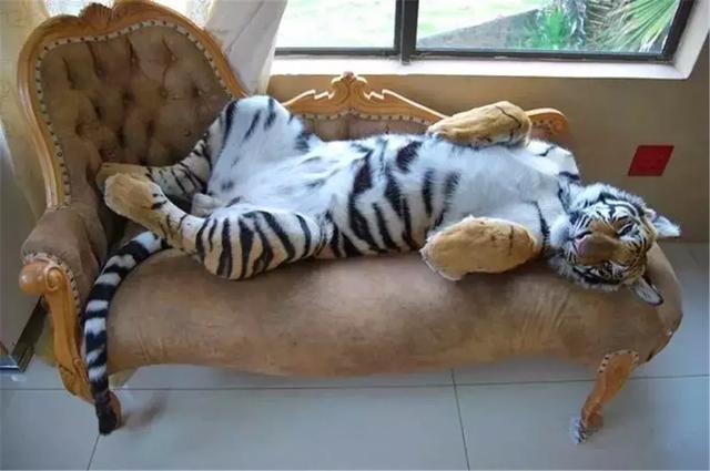 美国街头遛虎成常态，近七千只大猫被养在客厅，通用虎命运坎坷！