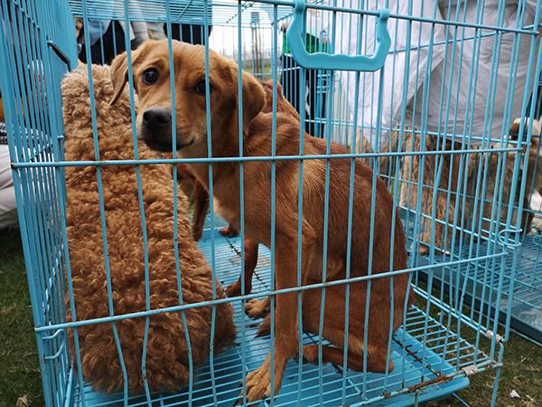 被迫救助124只狗的爱心基地的领养日：家庭领养才是出路