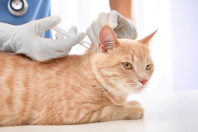 不要每年都给猫打疫苗，那不是为它好，而是在害它