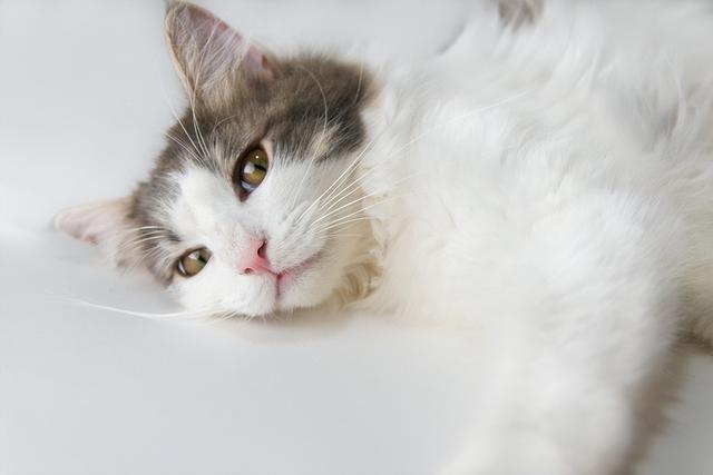 猫结膜炎：爱猫的眼睛问题及应对方法