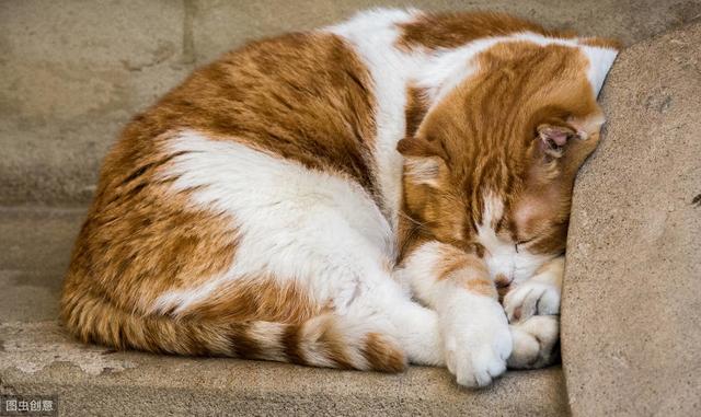 猫蜷缩睡眠，和养猫的环境温度有关，养的时间长猫更愿意这样做