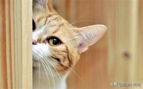 养猫经验分享：从猫咪频繁挠耳朵看病情，早发现早治疗