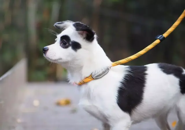 广州佛山免费领养，救助站里超乖的狗狗，非常适合上班族