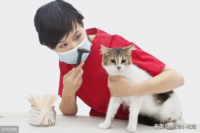 养猫经验分享：从猫咪频繁挠耳朵看病情，早发现早治疗