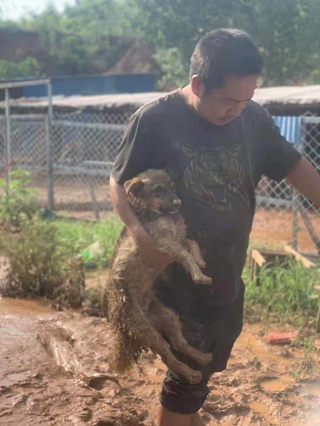 安阳一动保协会：暴雨致保护基地受损大量猫狗被困，亟需帮助