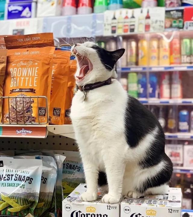 据说，有猫咪的商店，生意都不会太差