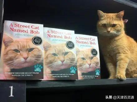 可爱猫咪免费领！天津人注意了