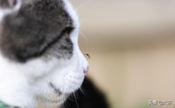 “家里用了电蚊香，然后猫肝衰了！”养猫必须要知道的蚊香知识