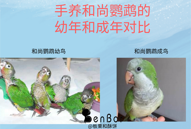 手养鸟和笼养鸟，同样的鹦鹉养法却大不同，收下这篇手养鹦鹉手册