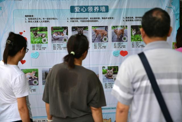 帮流浪猫和爱心家庭双向奔赴，珠江公园举办领养活动
